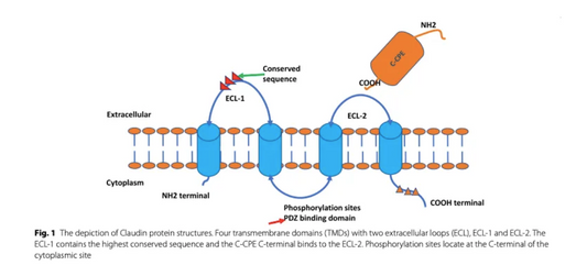 Claudin 18.2: An Emerging Target for Solid‑Tumour‑Oriented Basic‑Research Investigations