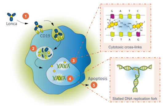 CD19‑Targeted Antibody‑Drug Conjugates: Pre‑Clinical Research Perspectives for Relapsed/Refractory Diffuse Large B‑Cell Lymphoma