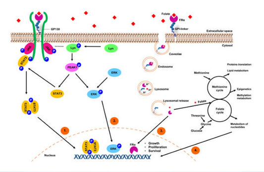 Folate Receptor Alpha (FRα): Biomarker Antibodies Supporting Target‑Therapy Decision‑Making in Ovarian‑Cancer Basic Research