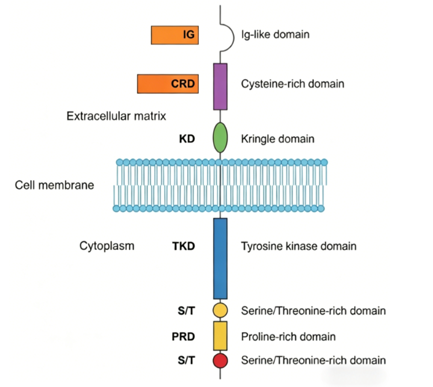 Receptor Tyrosine Kinase‑Like Orphan Receptor 1 (ROR1): An Emerging Target for Tumour‑Immunology Basic‑Research Investigations