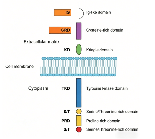 Receptor Tyrosine Kinase‑Like Orphan Receptor 1 (ROR1): An Emerging Target for Tumour‑Immunology Basic‑Research Investigations