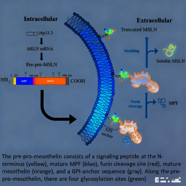Optimizing Research Strategies for Mesothelin‑Targeted Antibody Reagents in Basic Tumor Biology Studies