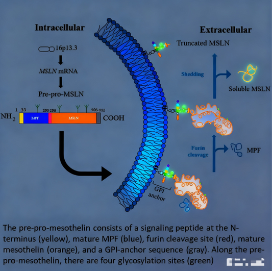 Optimizing Research Strategies for Mesothelin‑Targeted Antibody Reagents in Basic Tumor Biology Studies
