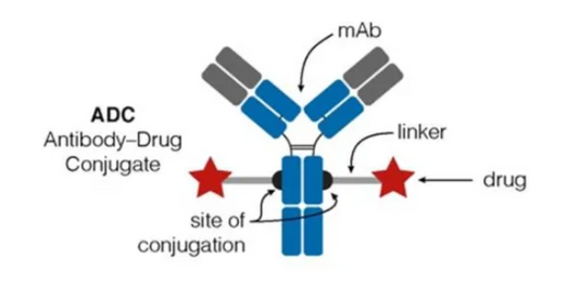 MMAE and MMAF: Widely Studied Cytotoxic Payloads for Antibody‑Drug Conjugate Basic Research