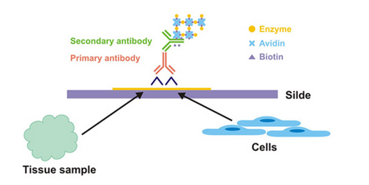 IHC Antibody Raw Materials: Core Reagents Bridging Antibody Screening to Tissue‑Based Basic Research