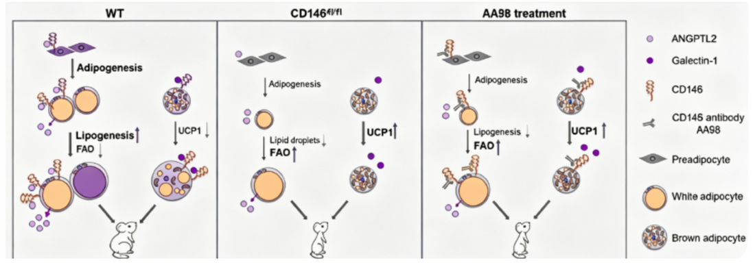 CD146 Paired‑Antibody Research Tools: Exploring Molecular Regulators of Adipose‑Tissue Metabolic Homeostasis