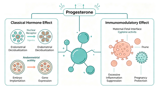 PROG‑Targeted Antibody Tools: Deciphering Progesterone‑Driven Immunoregulation in Reproductive Basic Research