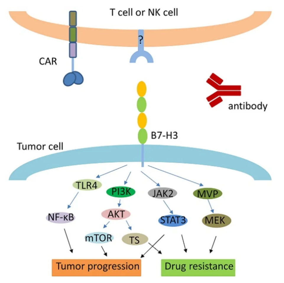 B7‑H3‑Targeted Antibody Reagents: Investigating a Dual‑Function Immune Modulatory Molecule in Tumour Immunology