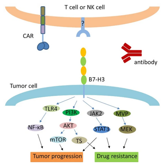 B7‑H3‑Targeted Antibody Reagents: Investigating a Dual‑Function Immune Modulatory Molecule in Tumour Immunology