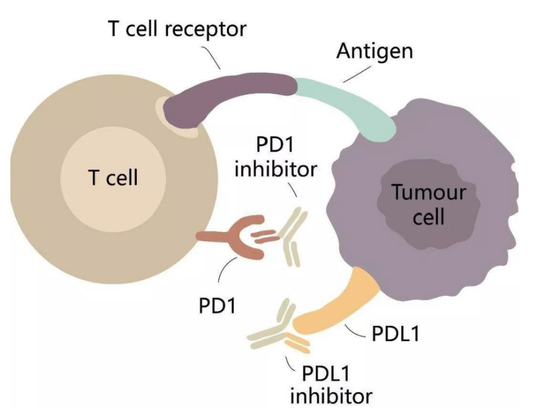 PD‑L1‑Targeted Antibody Tools: Unravelling TAM‑Intrinsic PD‑L1 Signalling for Tumour‑Microenvironment Research