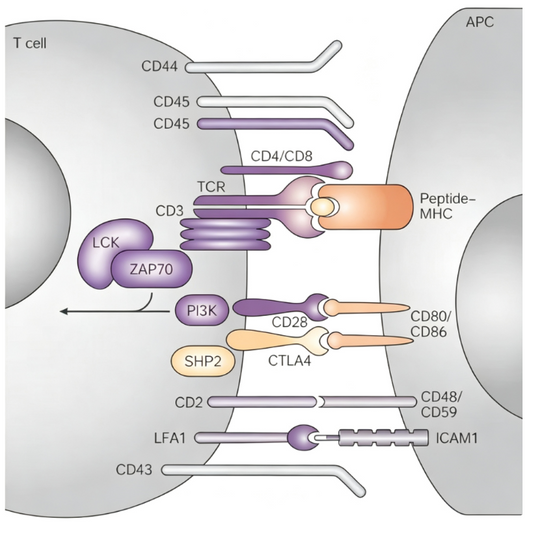 CD80‑Targeted Antibody Tools: Deciphering Co‑Stimulation and Immune‑Checkpoint Crosstalk in Basic Immunology