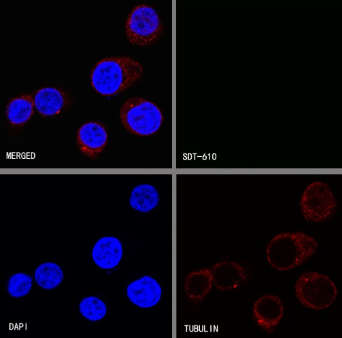 Innovative Research Directions for Antibody‑Format Exploration in Basic Bioscience