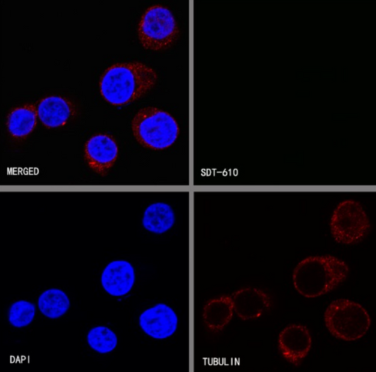 Innovative Research Directions for Antibody‑Format Exploration in Basic Bioscience