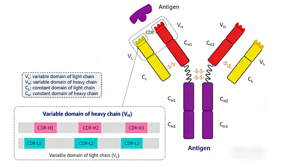 Efficient Antibody Sequence Design: Foundational Technology for Antibody‑Engineering Basic Research