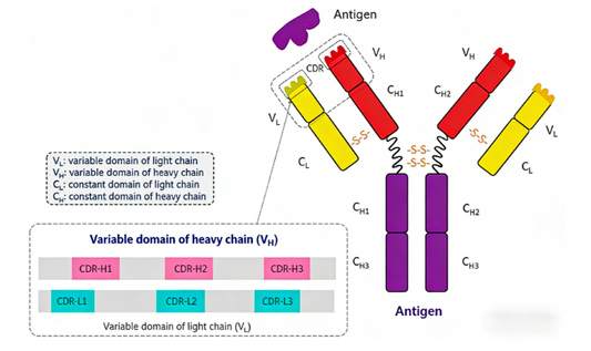 Efficient Antibody Sequence Design: Foundational Technology for Antibody‑Engineering Basic Research