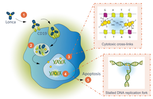 CD19‑Targeted Antibody‑Drug Conjugates: Pre‑Clinical Insights for Diffuse Large B‑Cell Lymphoma Basic Research