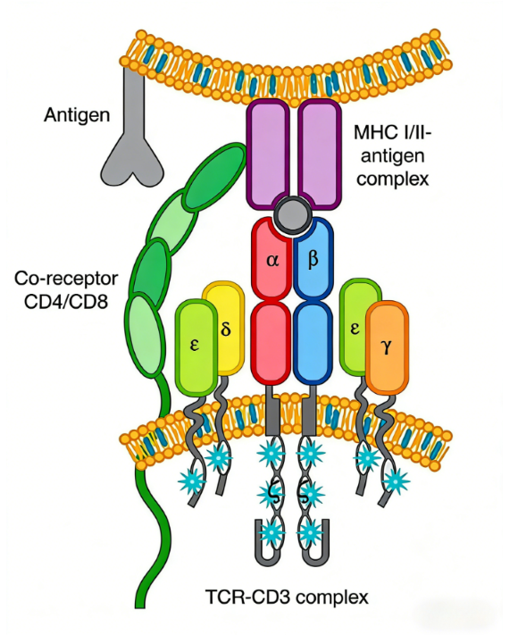 Anti‑CD3 Antibody Reagents: Core Laboratory Tools for T‑Cell‑Signalling and Immunology Mechanism Research