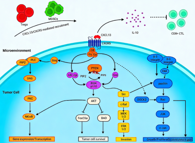 Mouse CD185 (CXCR5) Antibody Tools: Supporting Mechanistic Studies and Pre‑Clinical CXCR5‑ADC Prototype Research