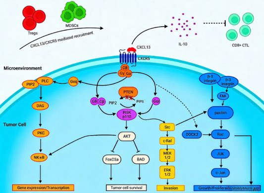 Mouse CD185 (CXCR5) Antibody Tools: Supporting Mechanistic Studies and Pre‑Clinical CXCR5‑ADC Prototype Research
