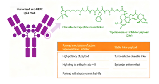T‑DXd (DS‑8201): Pre‑Clinical Mechanism Insights for Next‑Generation Antibody‑Drug Conjugate Research