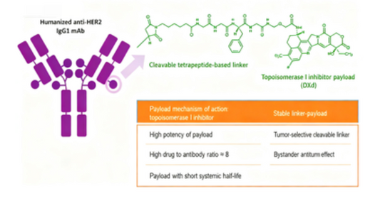 T‑DXd (DS‑8201): Pre‑Clinical Mechanism Insights for Next‑Generation Antibody‑Drug Conjugate Research