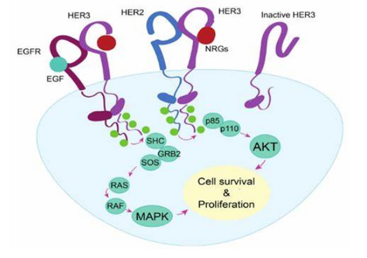 HER3‑DXd (U3‑1402): Basic‑Research Perspectives on an HER3‑Targeted Antibody‑Drug Conjugate