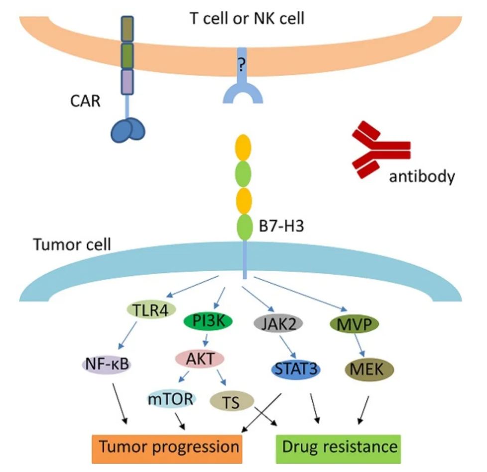 B7‑H3‑Targeted Antibody Tools: Investigating a Dual‑Function B7‑Family Immune‑Regulatory Molecule