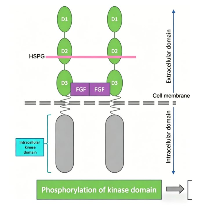 FGFR2b‑Targeted Antibody Tools: Mechanistic Research for FGFR2b‑Driven Gastric‑Cancer Biology