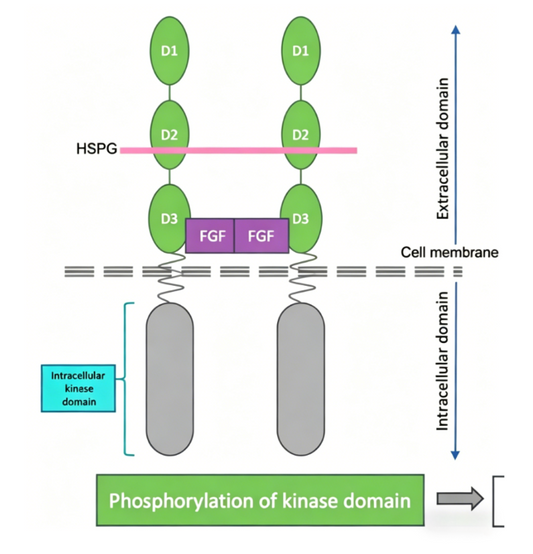 FGFR2b‑Targeted Antibody Tools: Mechanistic Research for FGFR2b‑Driven Gastric‑Cancer Biology