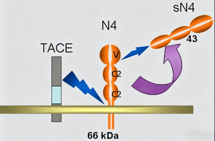 Nectin‑4‑Targeted Antibody Tools: Basic‑Research Perspectives for Solid‑Tumour‑Oriented ADC Development