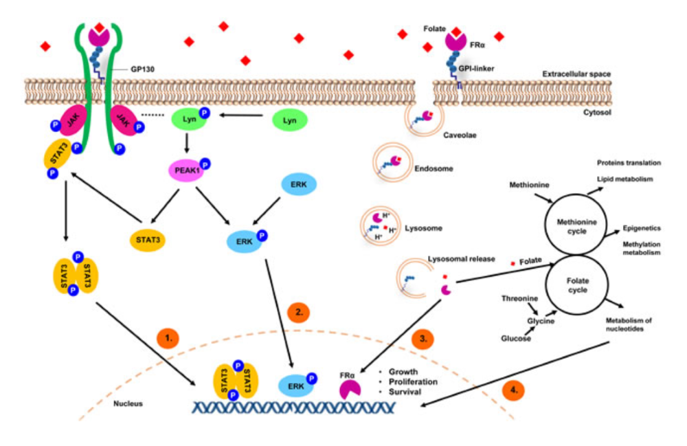 TROP‑2‑Targeted Antibody Tools: Mechanistic Research for TROP‑2‑Driven Solid‑Tumour BiologyTROP‑2‑Targeted Antibody Tools: Mechanistic Research for TROP‑2‑Driven Solid‑Tumour Biology