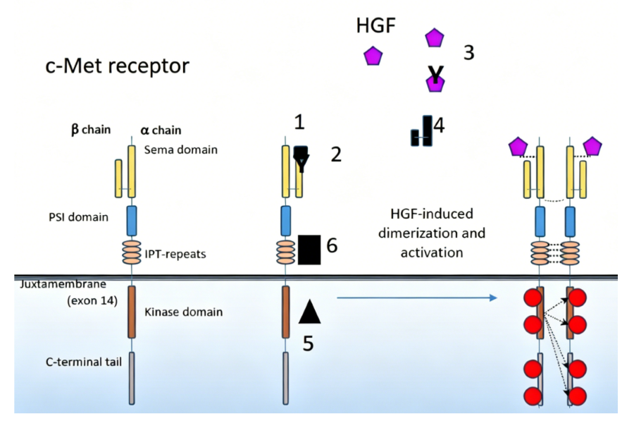 Exploring c‑MET Receptor Biology: Antibody Tools for Basic Signaling Research