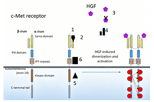 Exploring c‑MET Receptor Biology: Antibody Tools for Basic Signaling Research