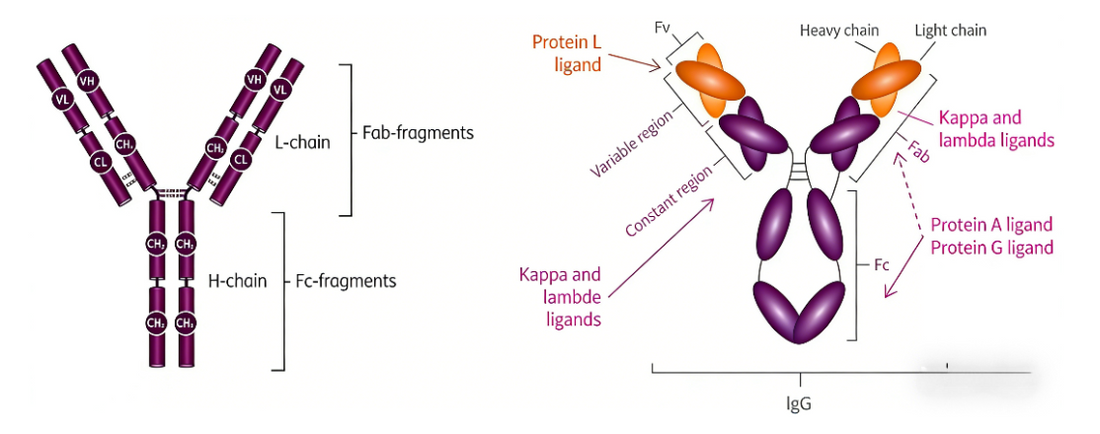 Rabbit Anti‑Monkey IgG Antibody: Purification Principles and Research‑Oriented Laboratory Applications