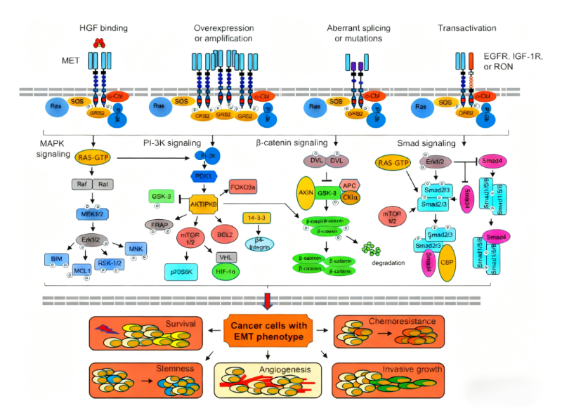 c‑MET Receptor Biology: Research Tools for Exploring Dysregulated Signalling in Tumour Cell‑Based Studies