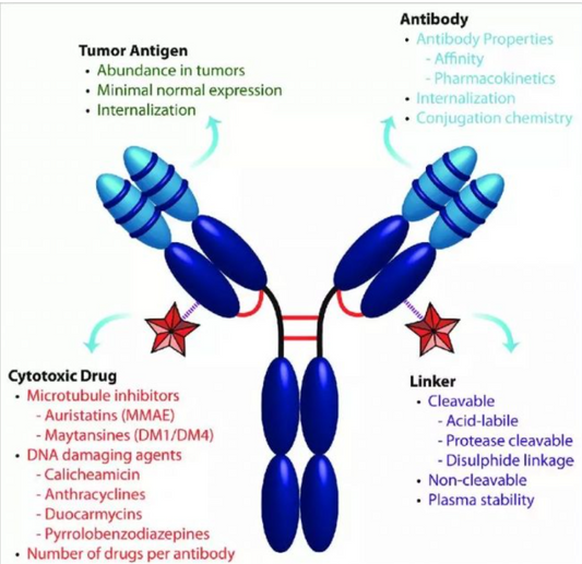 Site‑Specific Conjugation Technologies: Core Research Approaches for Antibody‑Drug Conjugate Studies