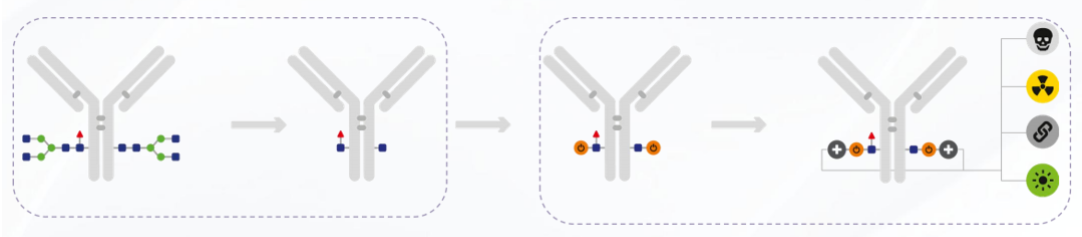 Glycan‑Mediated Conjugation: Site‑Specific Engineering Workflows for Antibody‑Drug Conjugate Research