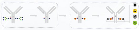 Glycan‑Mediated Conjugation: Site‑Specific Engineering Workflows for Antibody‑Drug Conjugate Research