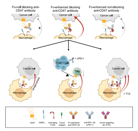 Biotinylated Anti‑PTPNS1 Antibody: Research Tools for Dissecting the CD47‑SIRPα Immune Checkpoint Axis