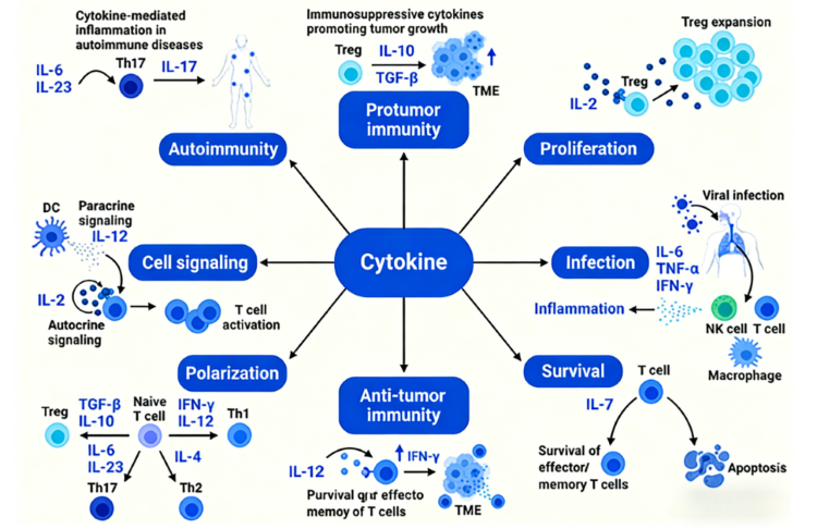 Inflammatory‑Factor‑Targeted Antibodies: Research Tools for Decoding Neuro‑Immune Regulatory Mechanisms