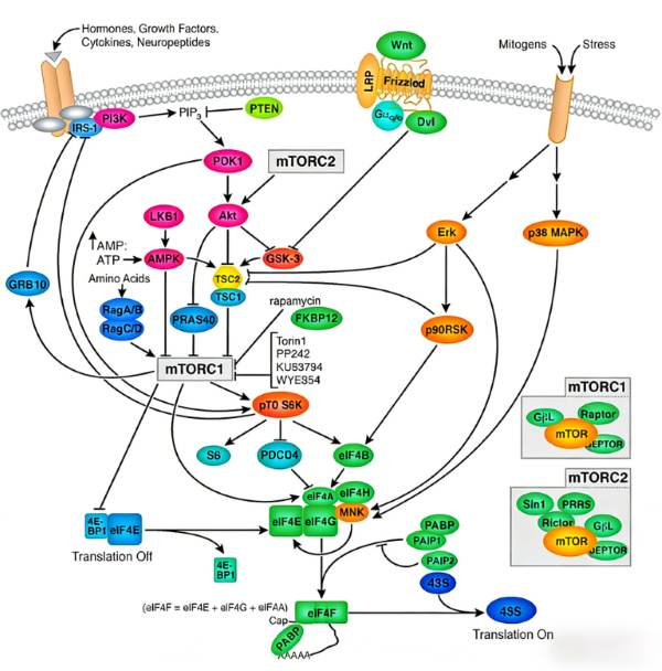 p70 S6‑Kinase: Recombinant Rabbit Monoclonal Antibody Tools for Dissecting the mTOR Signalling Hub