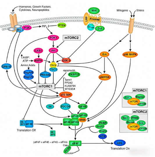p70 S6‑Kinase: Recombinant Rabbit Monoclonal Antibody Tools for Dissecting the mTOR Signalling Hub