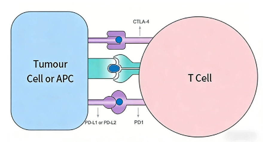 Immune‑Checkpoint Antibody Reagents: Foundational Research Materials for Tumour‑Immunology Studies