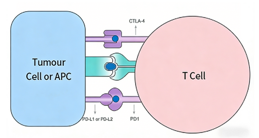 Immune‑Checkpoint Antibody Reagents: Foundational Research Materials for Tumour‑Immunology Studies