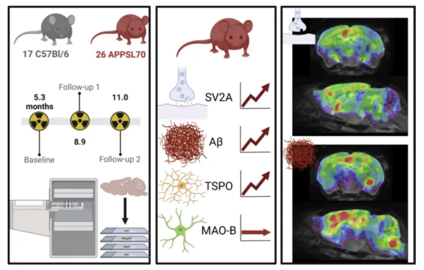 SV2A‑PET: Exploring Imaging Biomarker Potential for Synaptic Pathology within Prodromal Alzheimer’s‑Disease Basic Research