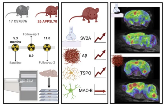 SV2A‑PET: Exploring Imaging Biomarker Potential for Synaptic Pathology within Prodromal Alzheimer’s‑Disease Basic Research