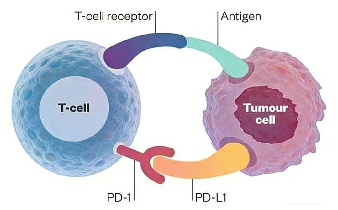 Custom PD‑1 Antibody Development: Enabling Diverse Tumour‑Immunology Basic‑Research Workflows