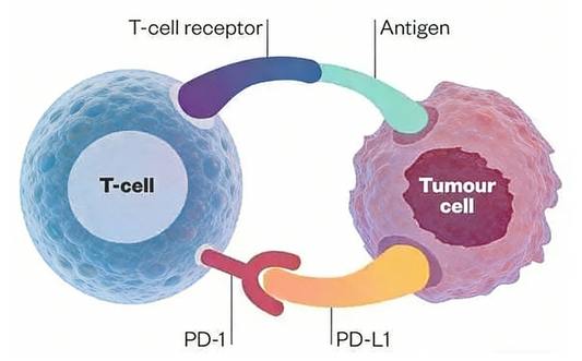 Custom PD‑1 Antibody Development: Enabling Diverse Tumour‑Immunology Basic‑Research Workflows