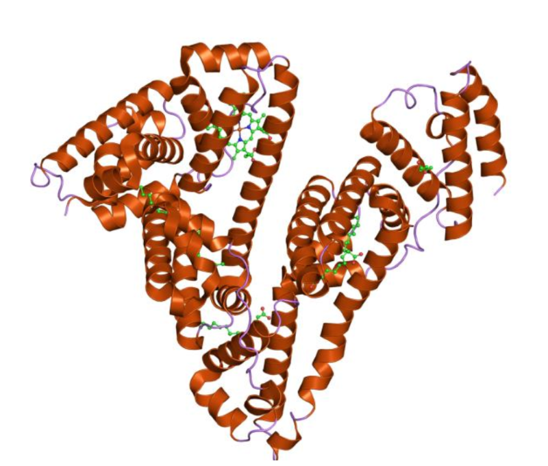 Human Serum Albumin: Molecular Properties, Physiological Functions and Research‑Oriented Detection Approaches