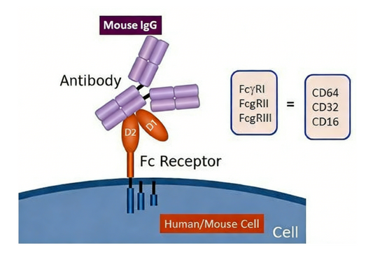 FcR Blocking Reagents: Mitigating Non‑Specific Interference for Reliable Immunodetection Assays